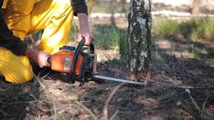 Best Tree Mulching  in Orida Ridge, FL